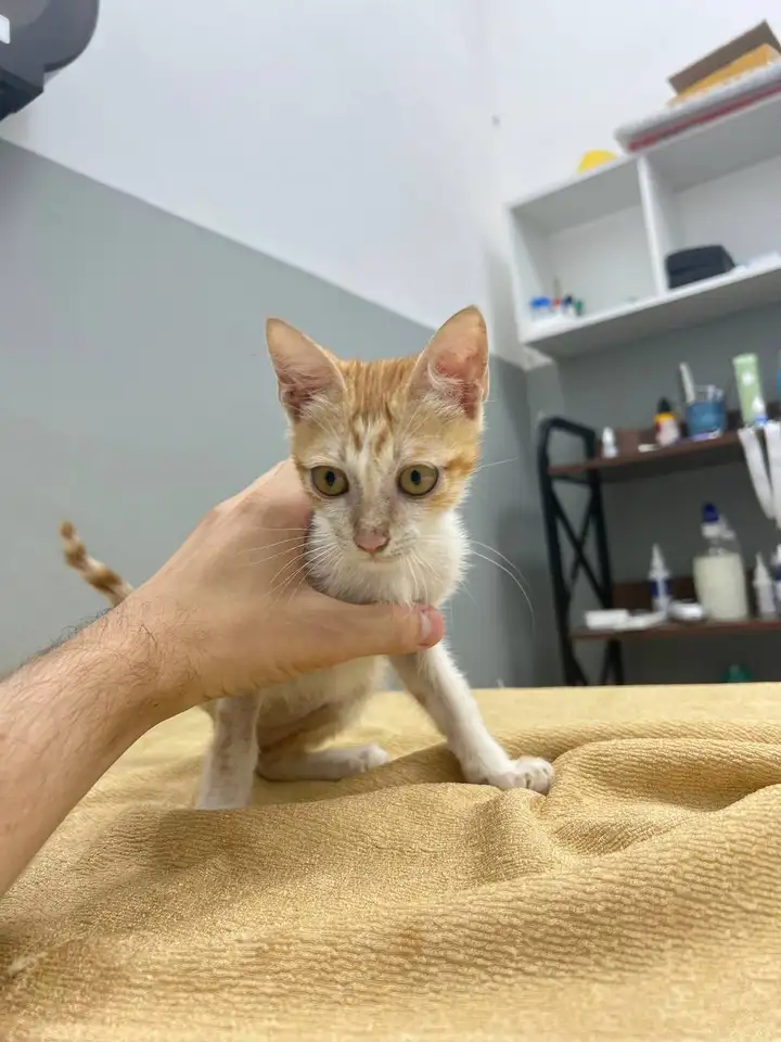 Котенок в добрые руки