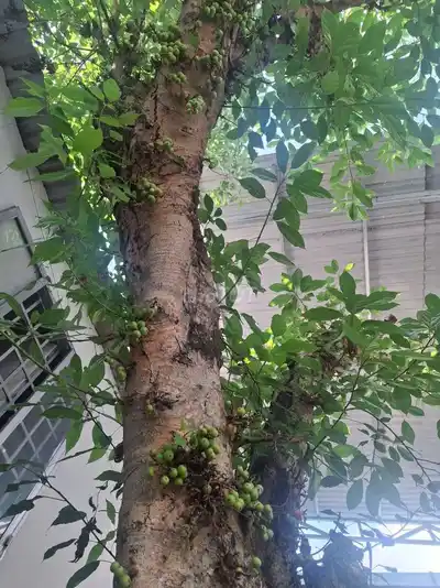 Дом Тхань Суан 14