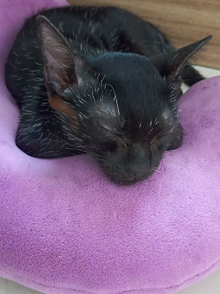 Котёнок ищет семью