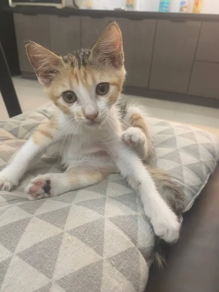 Золотая трёхцветная кошечка, 2 месяца