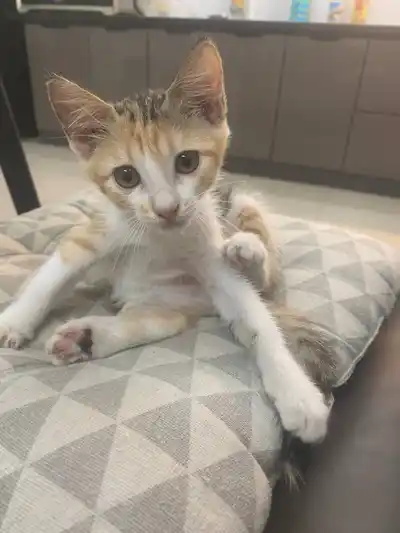 Золотая трёхцветная кошечка, 2 месяца
