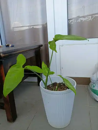 Разные цветы