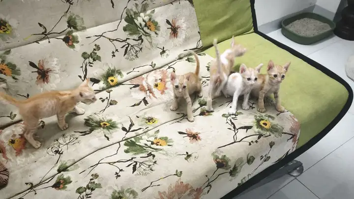 Котята