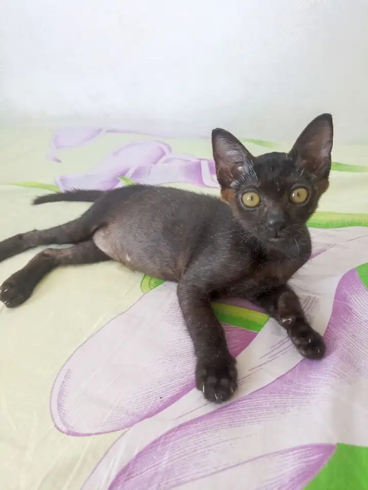 Котёнок ищет семью