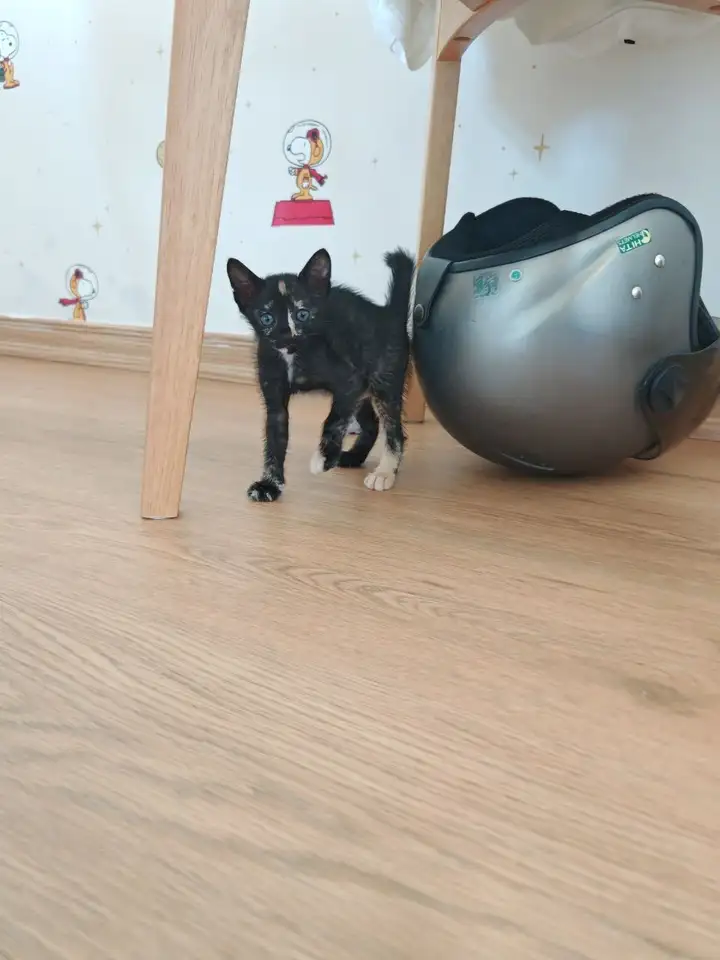 Кошка в добрые руки