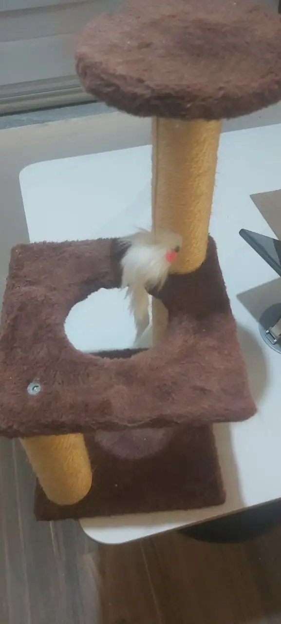 Когтеточка