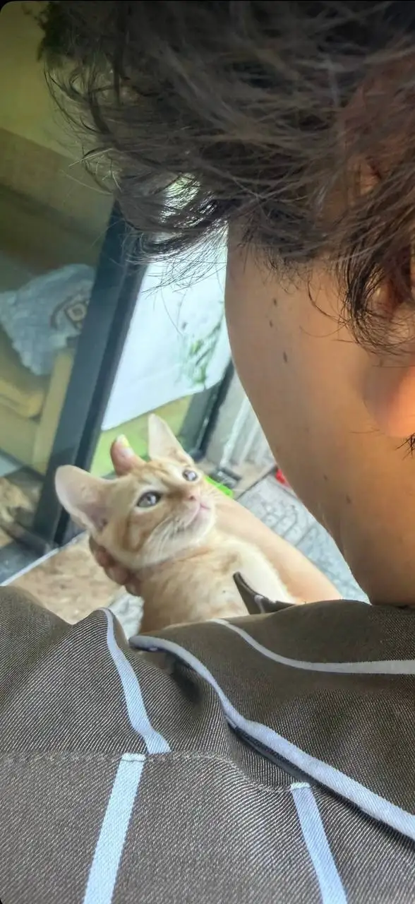 Котята ищут дом