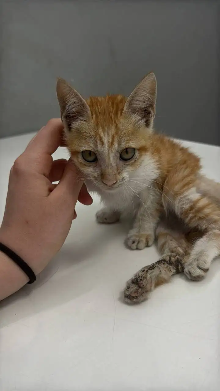 Котенок в добрые руки