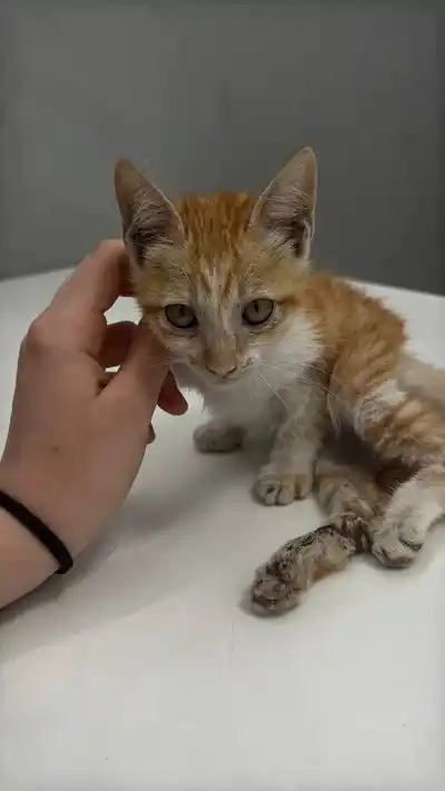 Котенок в добрые руки