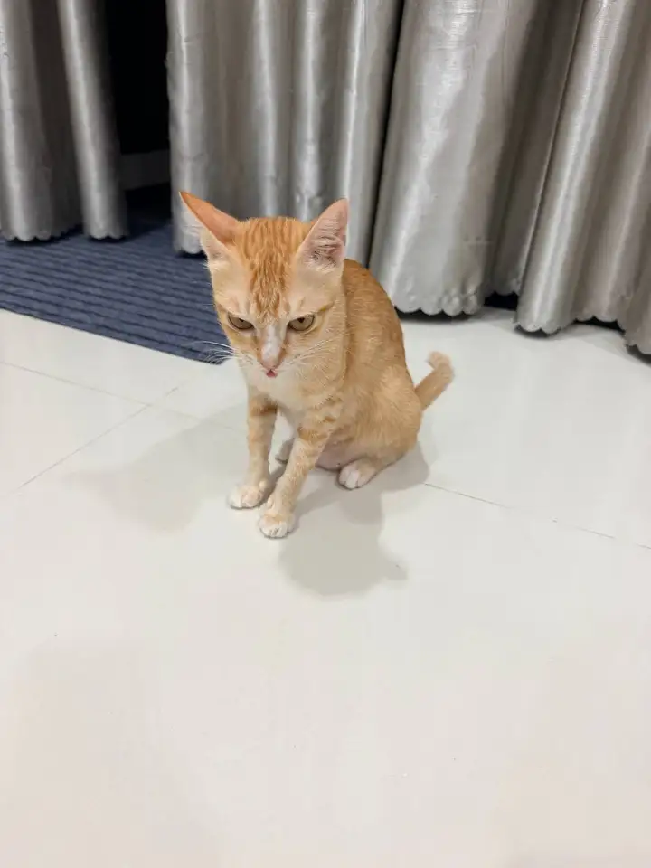 Кошка, около года