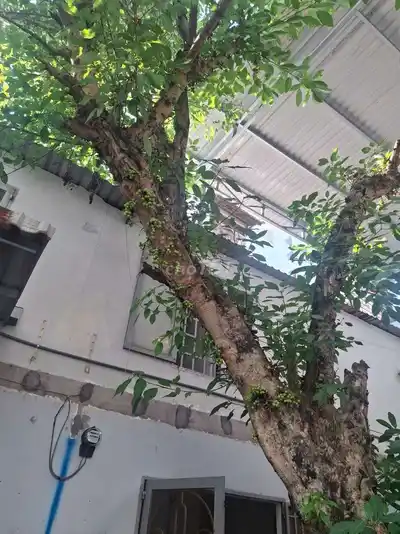 Дом Тхань Суан 14