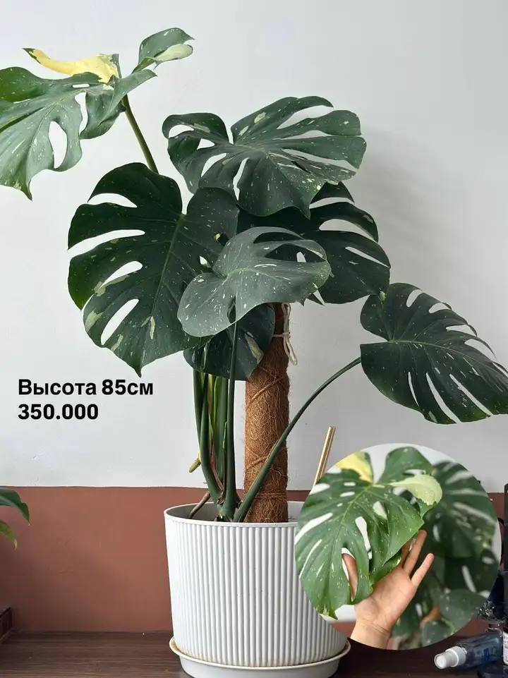 Красивые здоровые растения