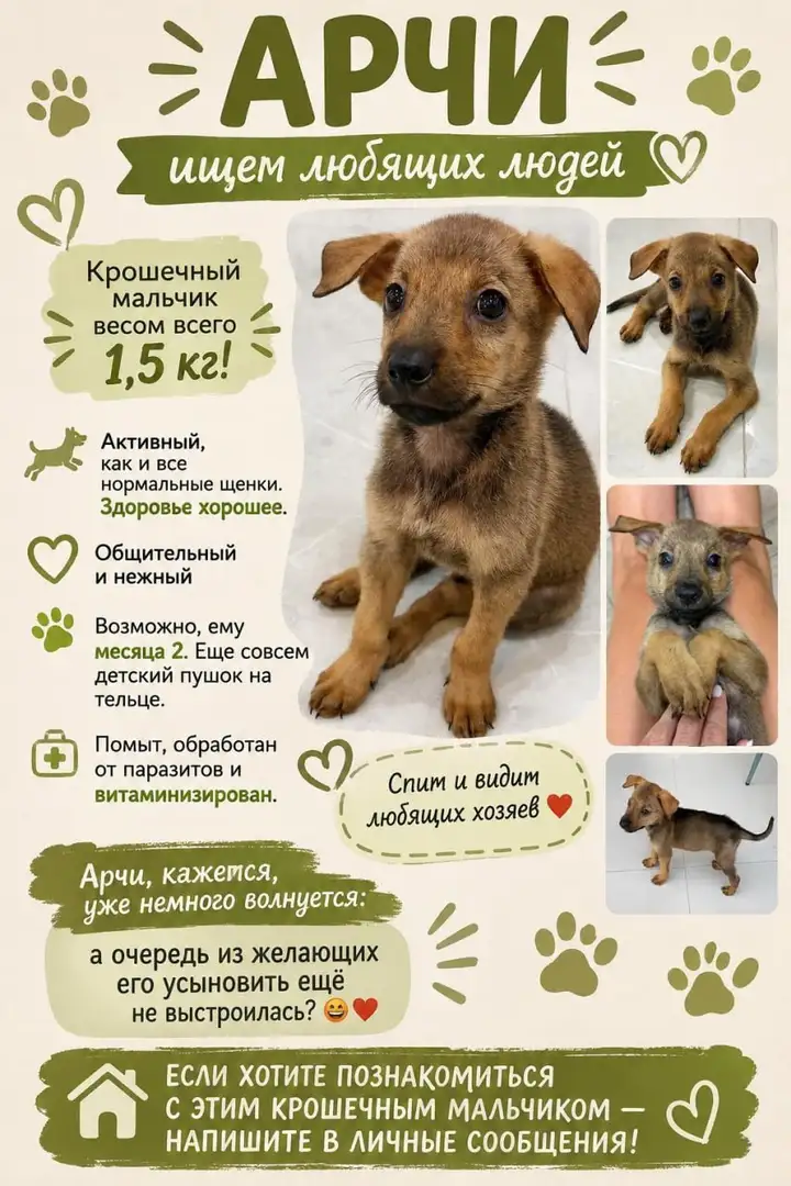 Щенок Арчи в добрые руки