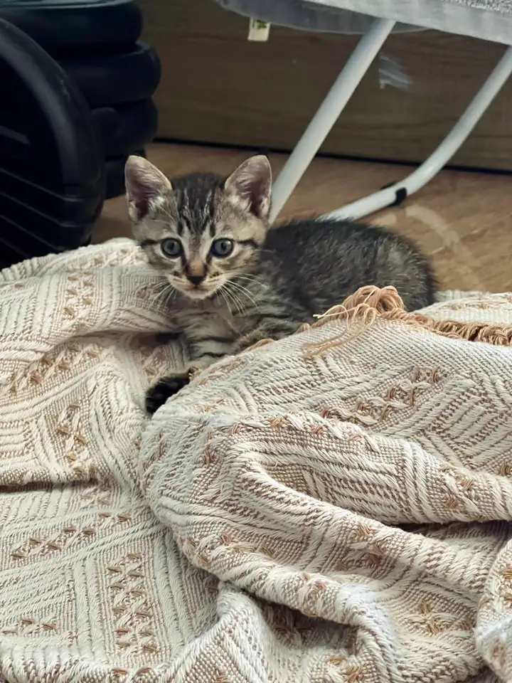 Котенок в добрые руки