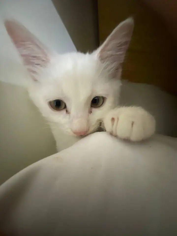 Котёнок, мальчик, 3 месяца