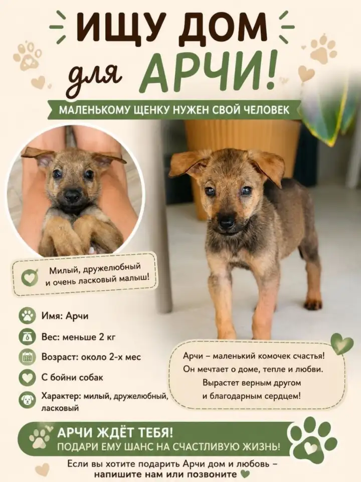 Котята Арчи и Сырничек ищут дом