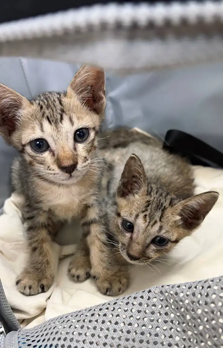 Передержка для котят