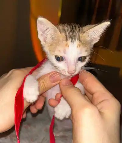 Котенок кошечка