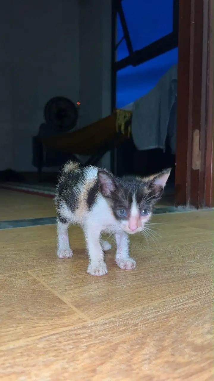 Кошка в добрые руки