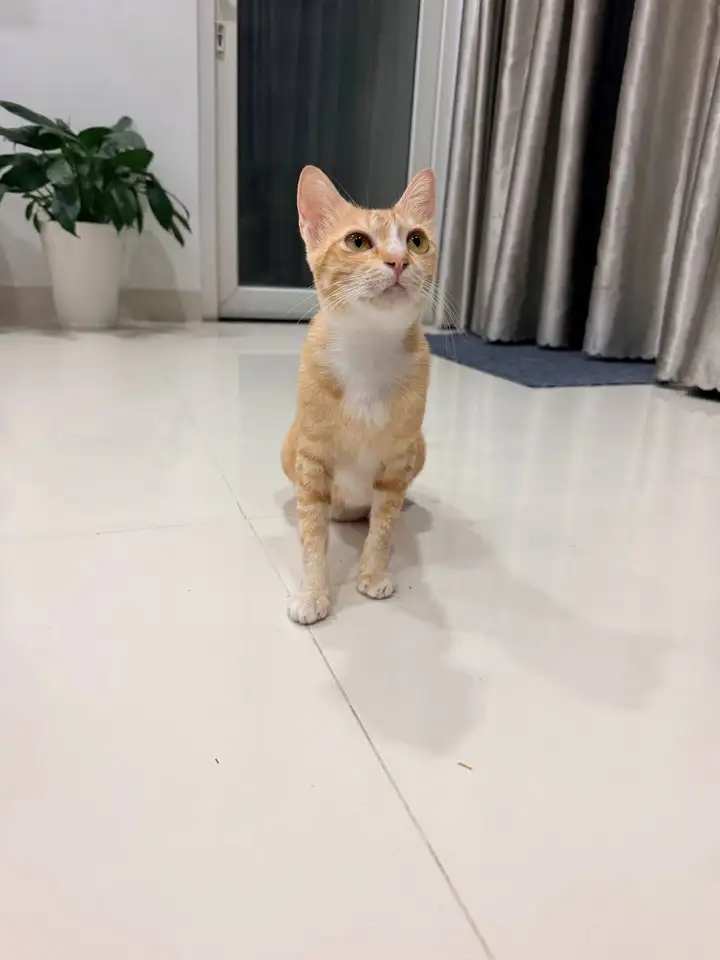 Кошка, около года