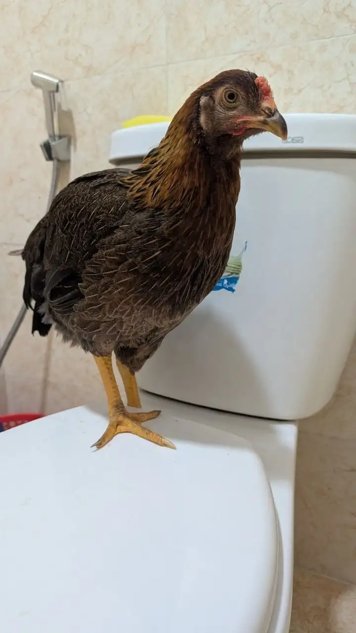 Курица Йоханна