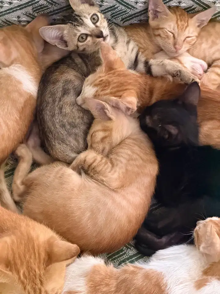Котята ищут дом