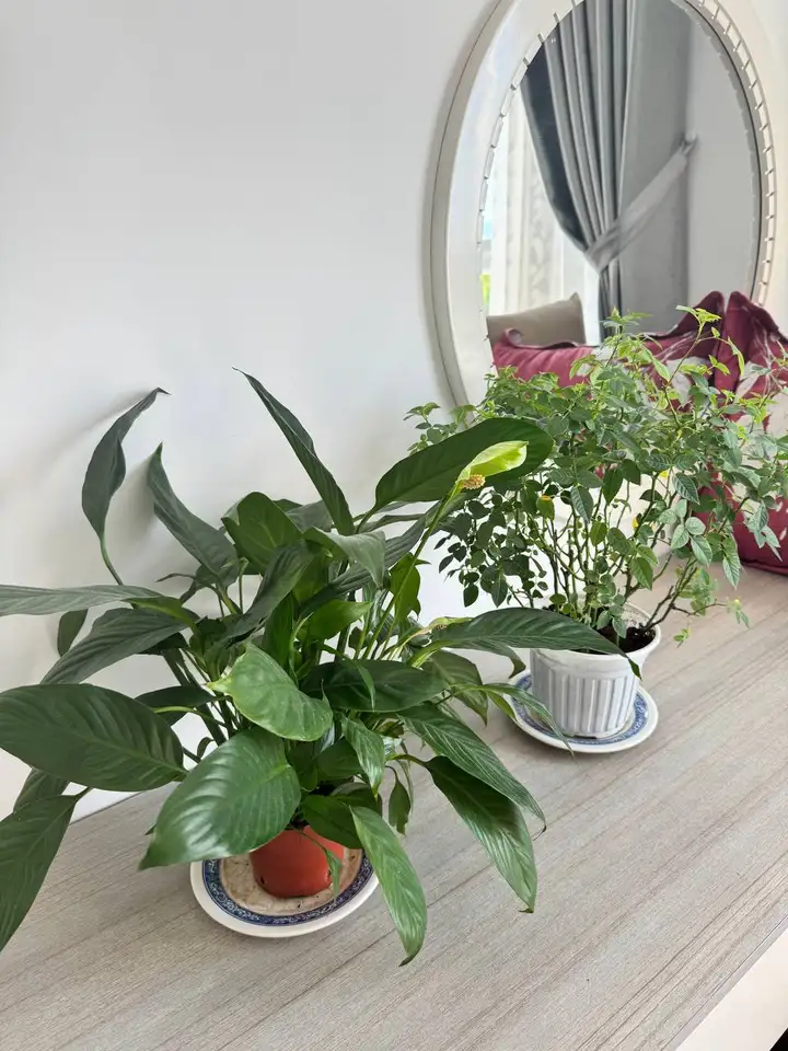 Спатифиллум и кустовая роза