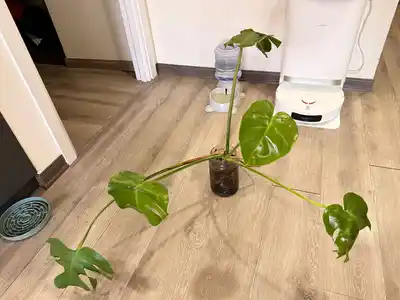 Растения