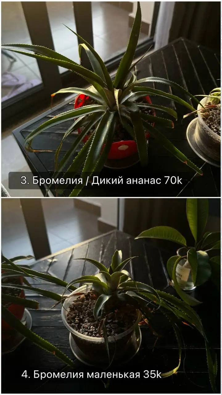 Комнатные растения и набор для ухода
