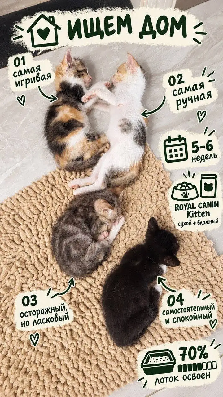 Котята ищут дом