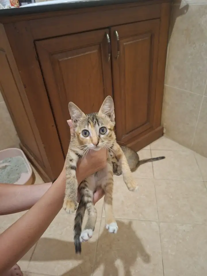 Кошечки в добрые руки