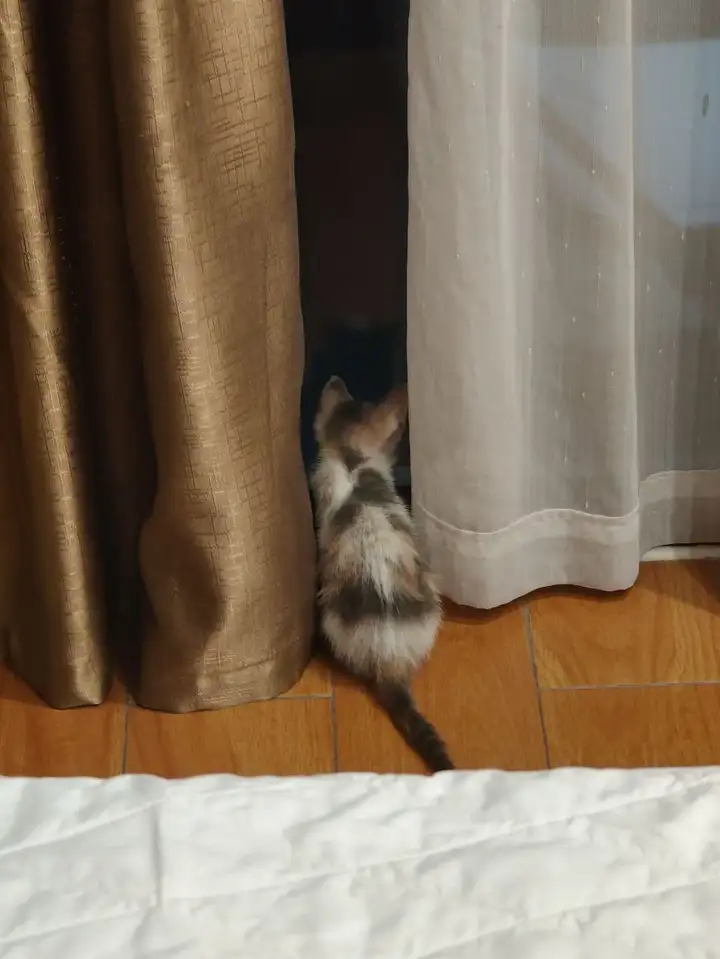 Трехцветный котенок в добрые руки