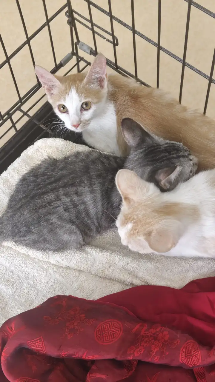 Котята в добрые руки