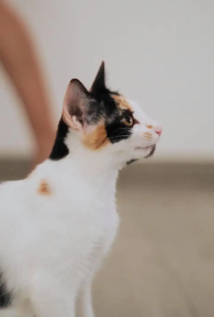 Котята Белка и Милка