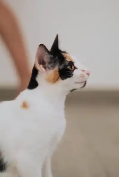 Котята Белка и Милка