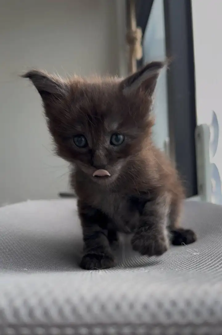 Котята Мейн Кун