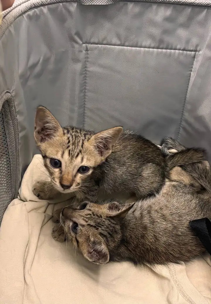 Передержка для котят