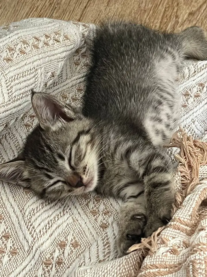 Котенок в добрые руки