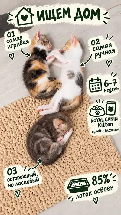 Котята