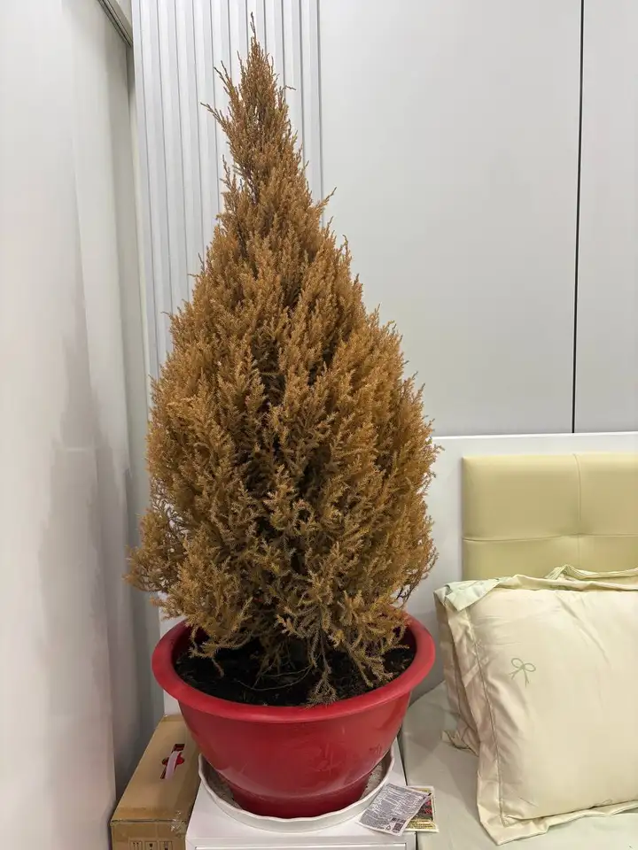 Хвойное растение