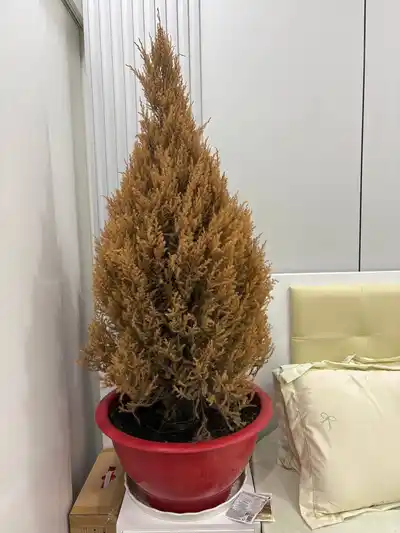 Хвойное растение