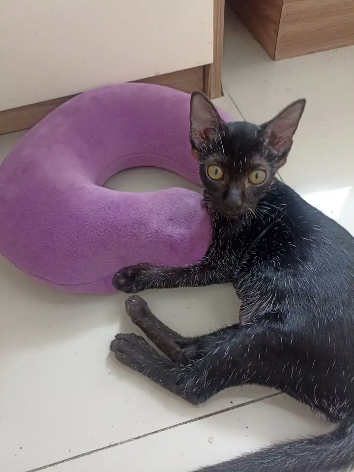 Котёнок ищет семью