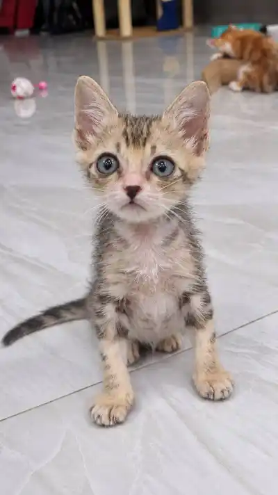 Котята ищут дом