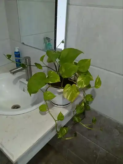 Разные цветы