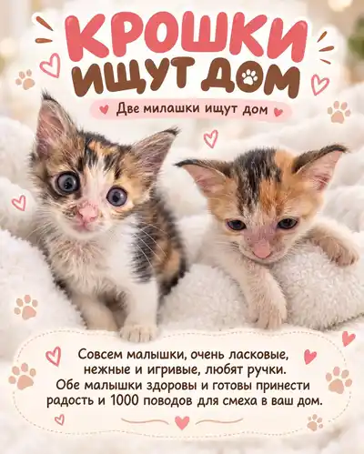 Котята ищут дом