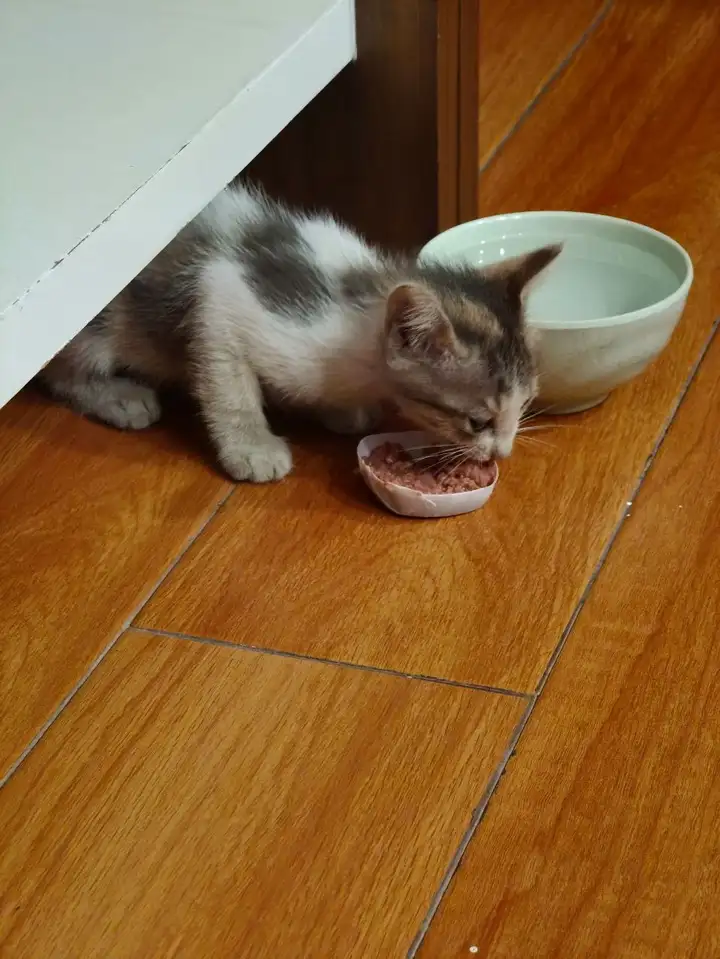 Трехцветный котенок в добрые руки