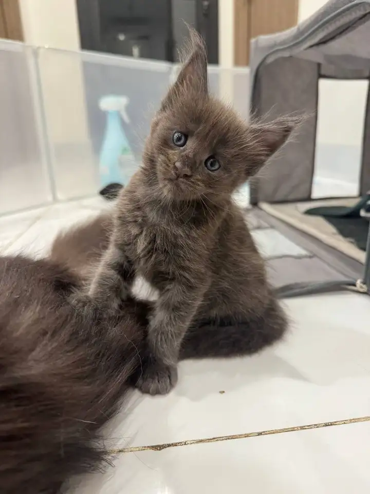 Котята Мейн Кун