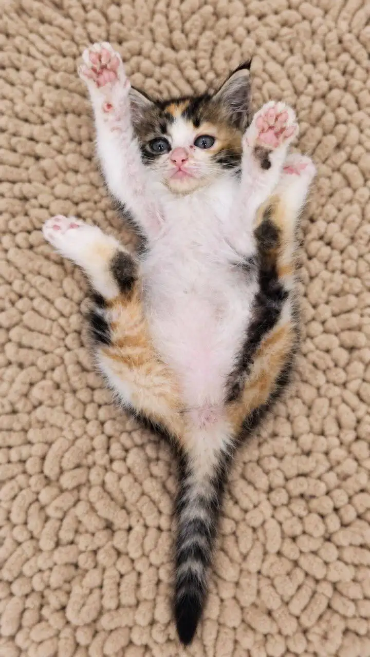 Котята ищут дом