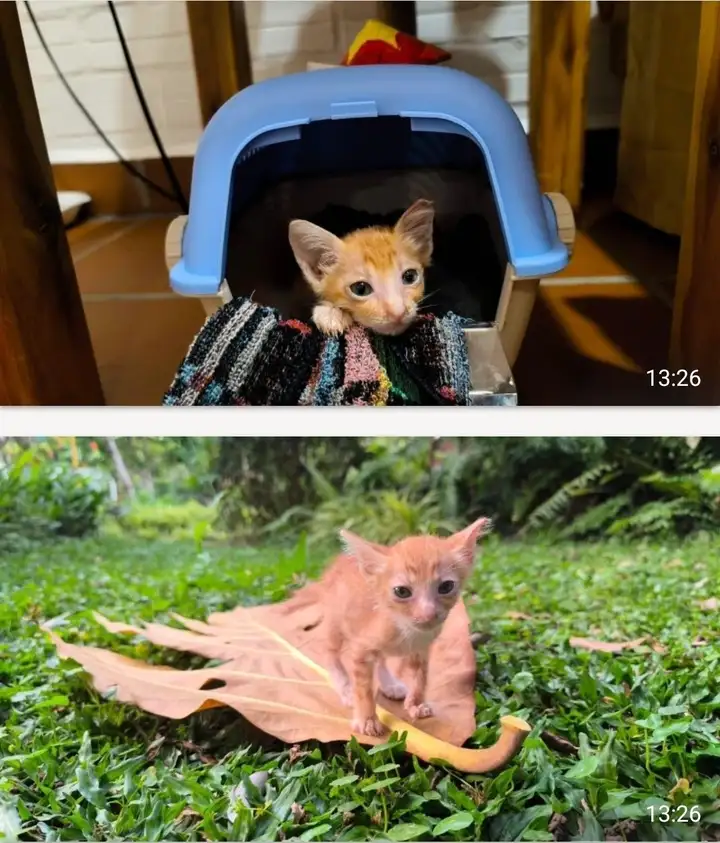 Котёнок рыжий, девочка, 1 месяц