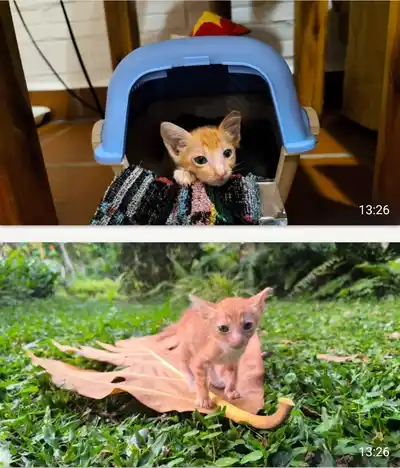 Котёнок рыжий, девочка, 1 месяц